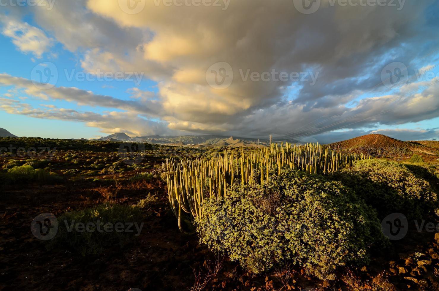 vue sur le désert avec cactus photo