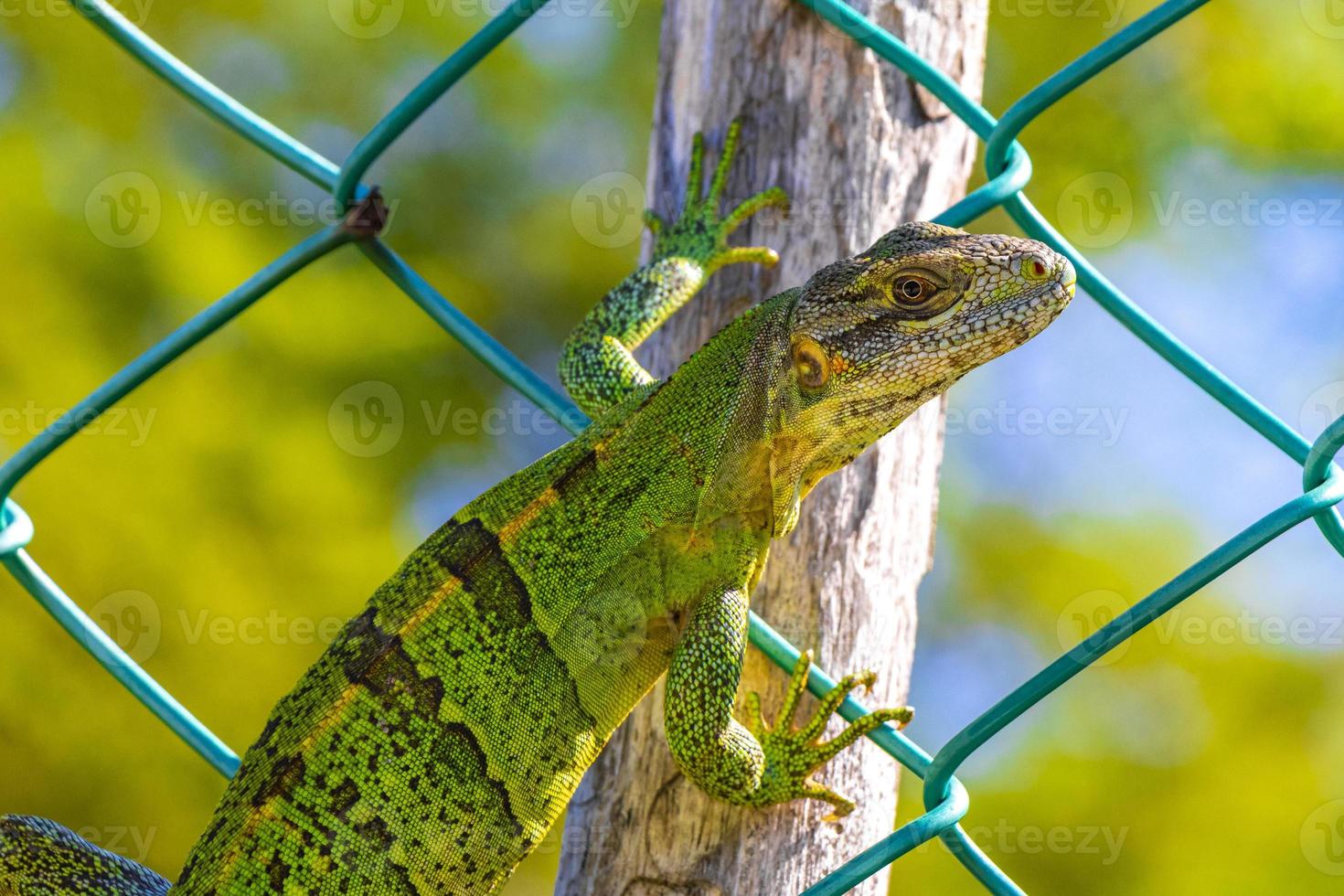 lézard vert des caraïbes sur la clôture playa del carmen mexique. photo