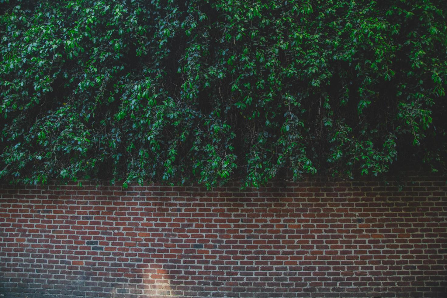 feuilles sur un mur de briques photo