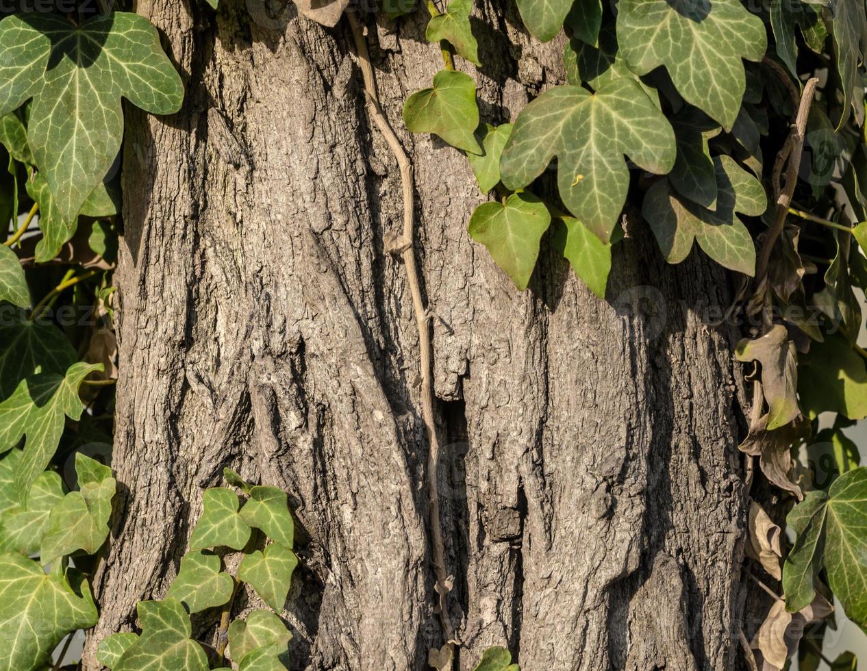 Feuilles de lierre vert sur un arbre en gros plan photo