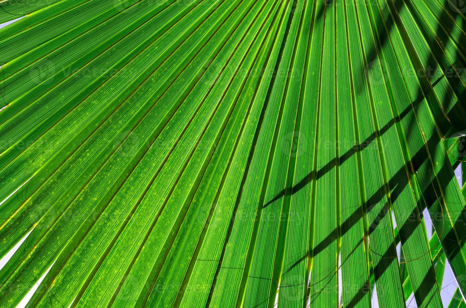 vue de dessous des branches de palmier frais photo