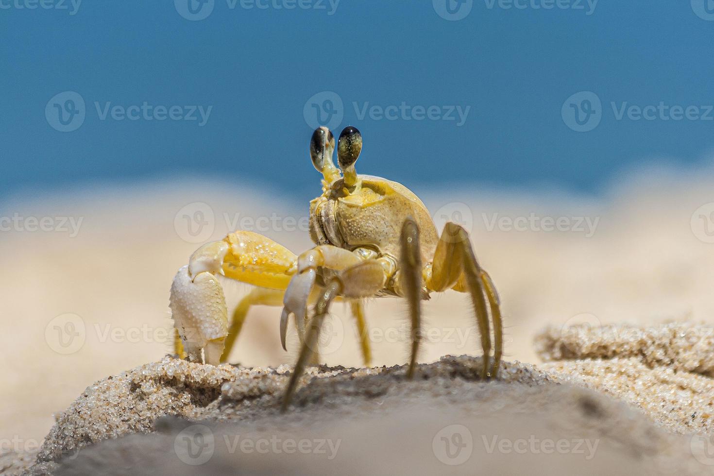 gros plan de crabe de plage jaune au brésil pendant la journée photo