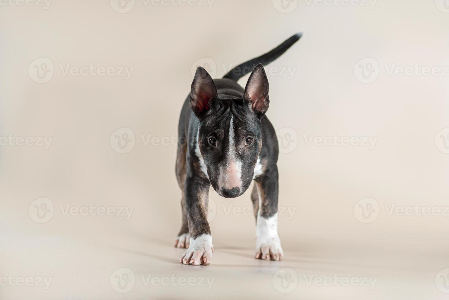 Le chien de race mini bull terrier regarde droit sur un fond beige clair photo