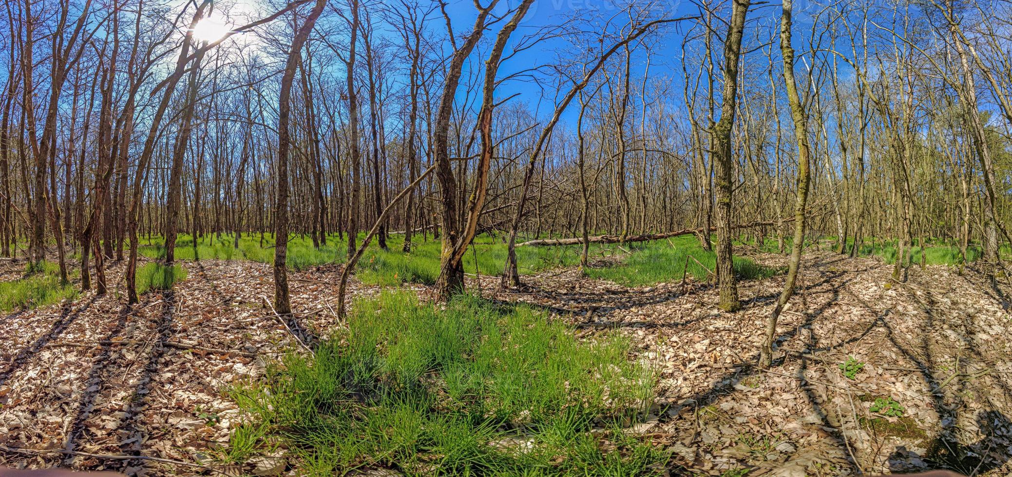 image d'une forêt allemande avec des dommages causés par la sécheresse et les tempêtes à la suite du changement climatique photo