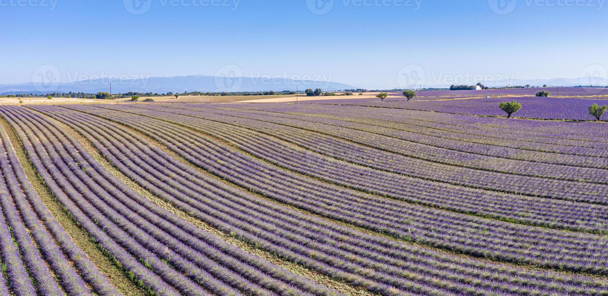 vue aérienne du champ de lavande. paysage aérien de champs agricoles, vue imprenable sur les oiseaux depuis un drone, fleurs de lavande en fleurs en ligne, rangées. bannière de saison estivale agricole photo