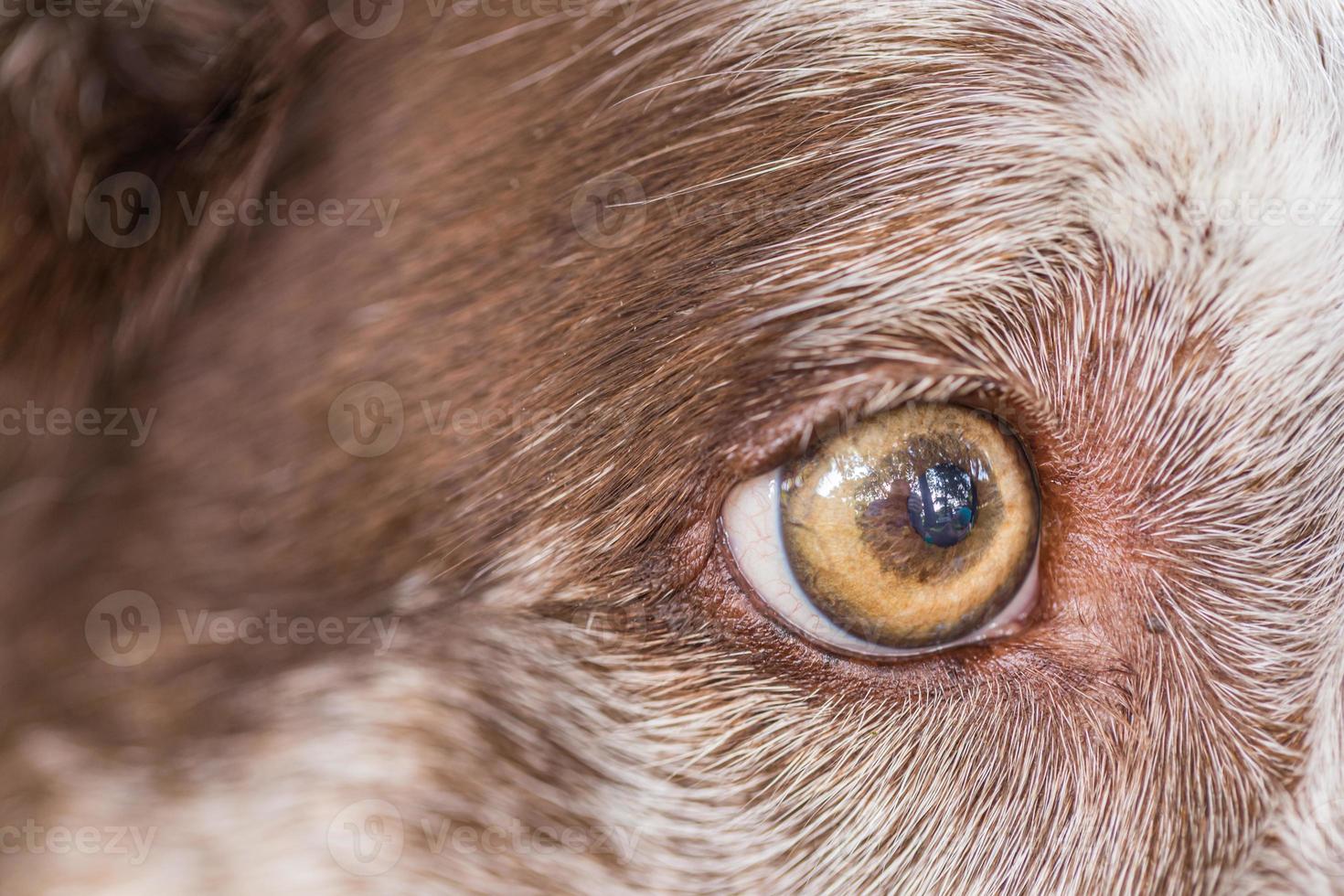 gros plan d'oeil de chien. un gros plan d'un bel œil de chien brun dans un visage de blé brun. incroyable macro d'oeil de chien photo