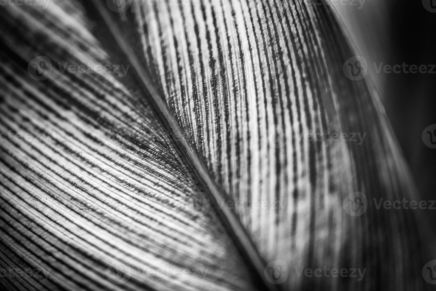 fond de feuille de palmier noir et blanc de nature abstraite, macro-vision décorative. lumière dramatique, gros plan naturel monochrome. motif tropical exotique, belle toile de fond, spa de méditation, concept de solitude photo