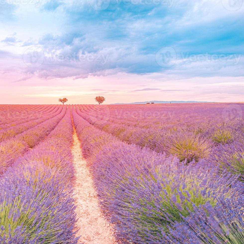 paysage naturel coloré. vue d'été romantique sur le champ de lavande et le ciel coucher de soleil. paysage d'été pré et fleurs, couleurs violet orange. paysage de rêve, nature paisible. paysage inspirant photo