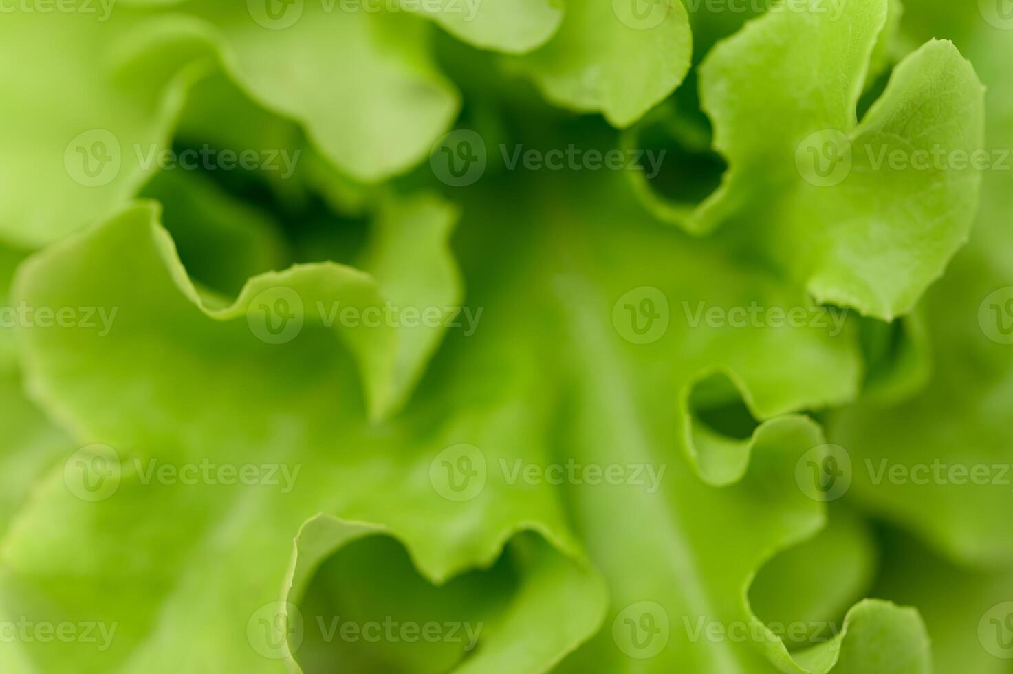 salade chêne vert aliments sains photo