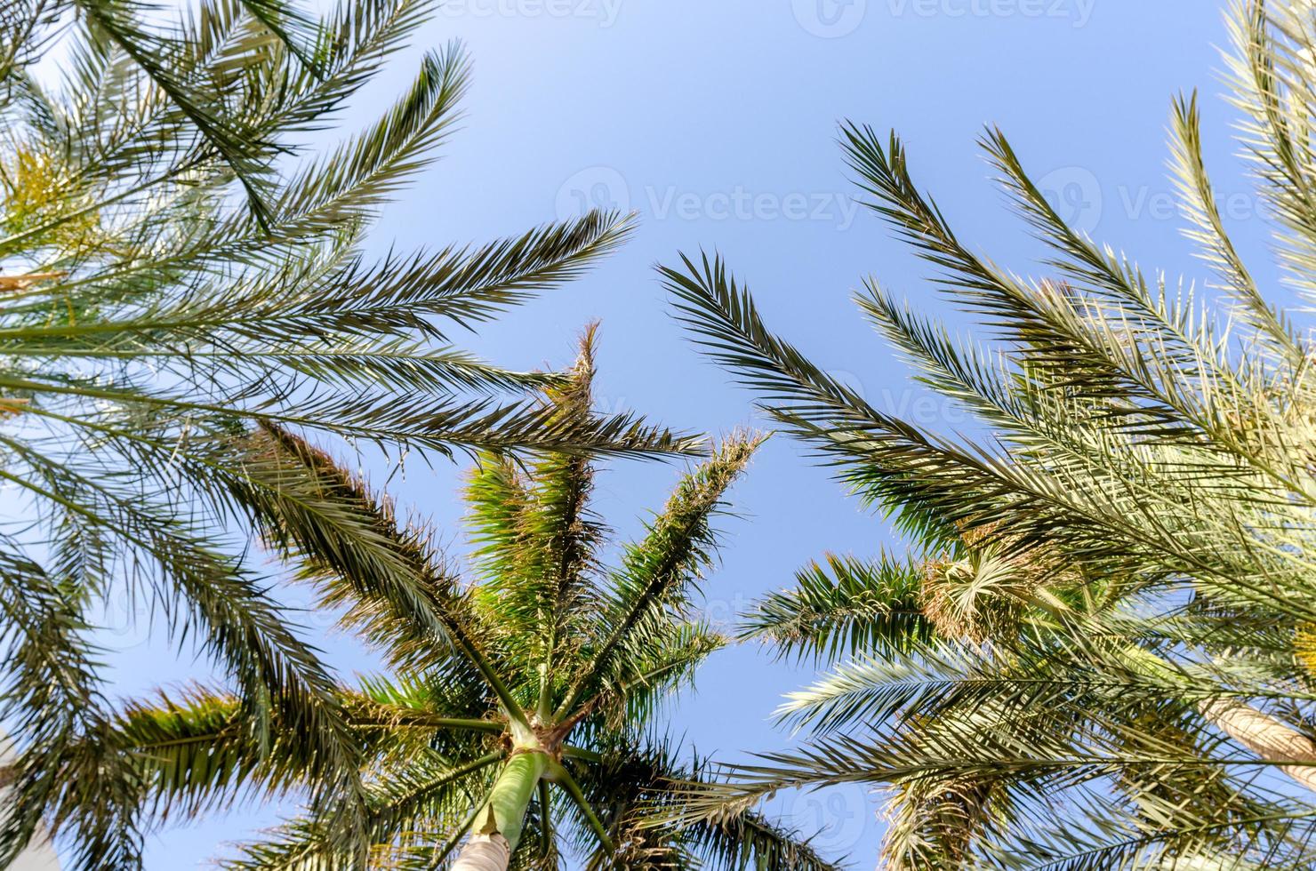 fond tropical branches de palmier frais photo