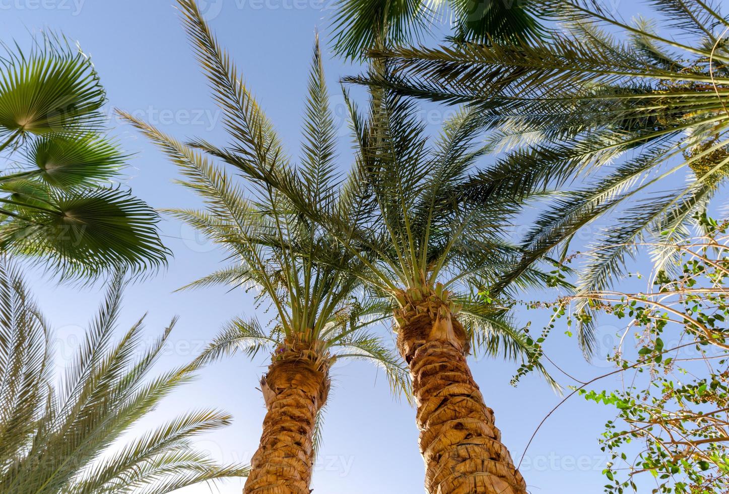 fond tropical branches de palmier frais photo