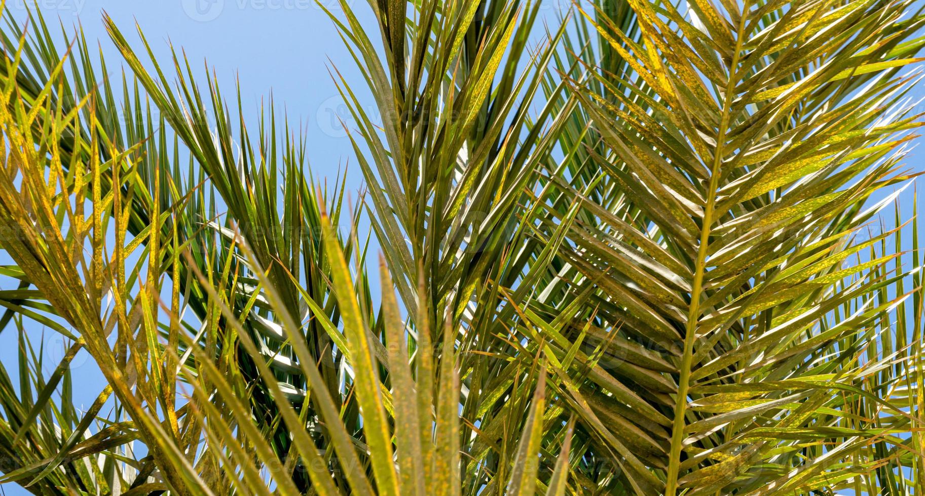 fond tropical branches de palmier frais photo