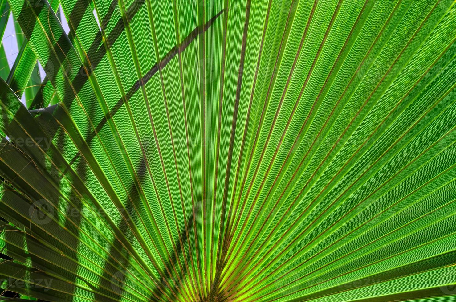 vue de dessous des branches de palmier frais photo