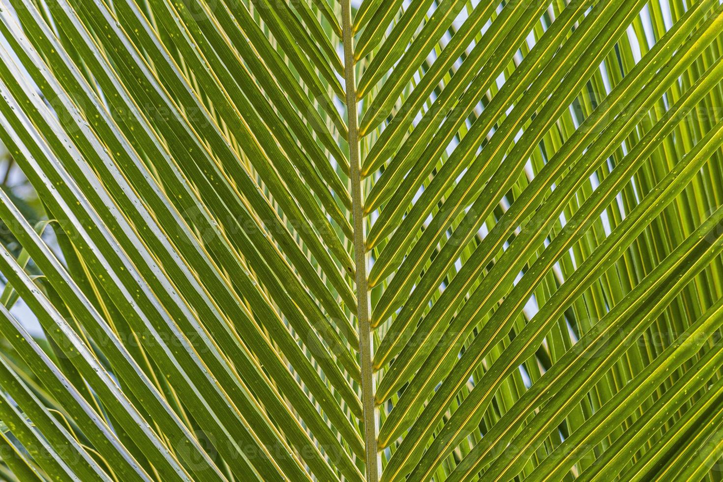 gros plan sur une feuille de palmier vert avec des contours en filigrane photo