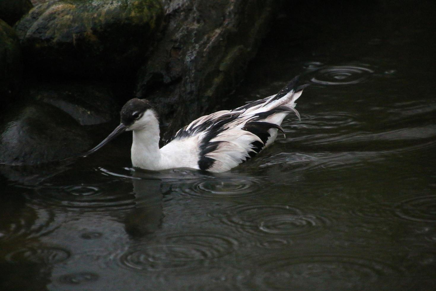 vue d'une avocette à la réserve naturelle de martin mere photo