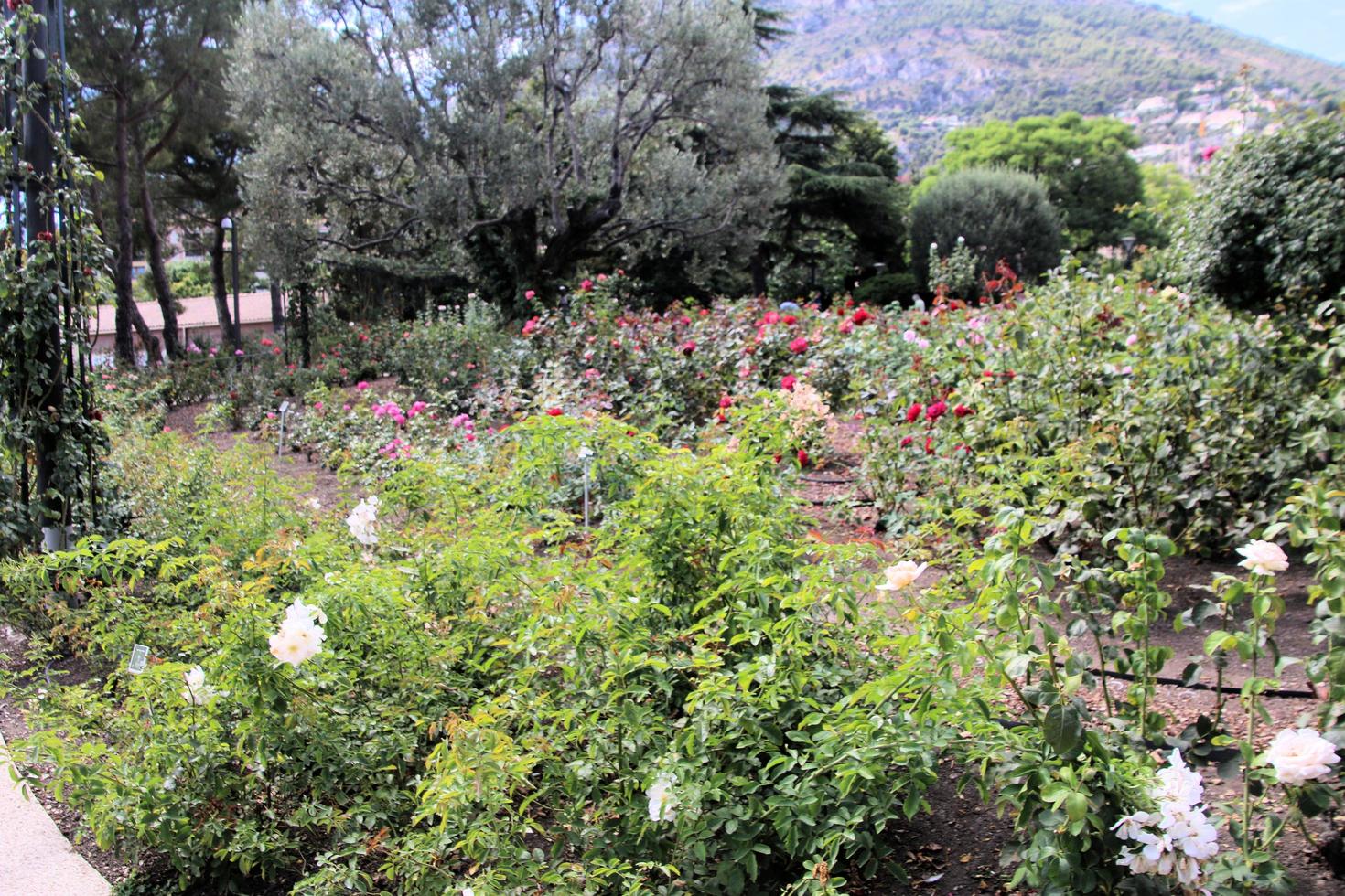 une vue sur le parc de monaco photo