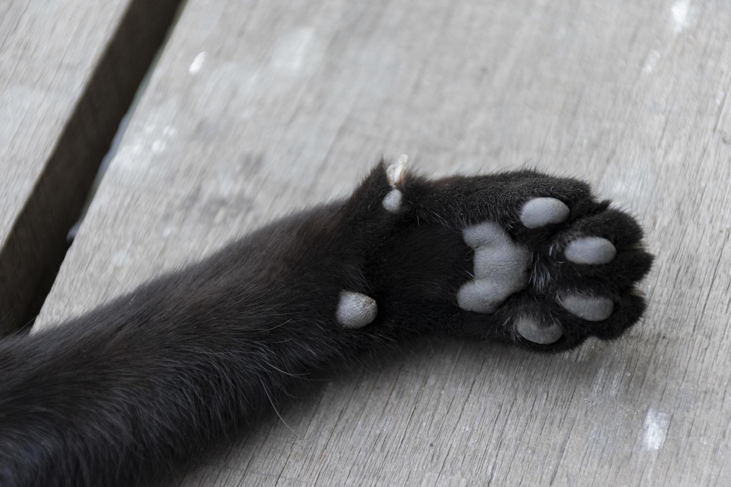 gros plan des pieds de chat noir photo