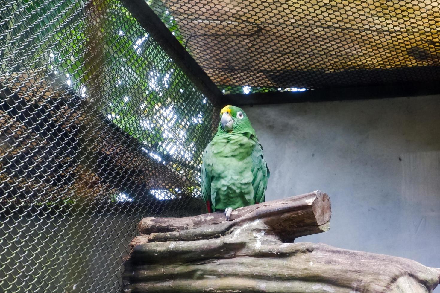 un perroquet à nuque jaune qui est perché dans sa cage tout en nettoyant les plumes de ses ailes. photo