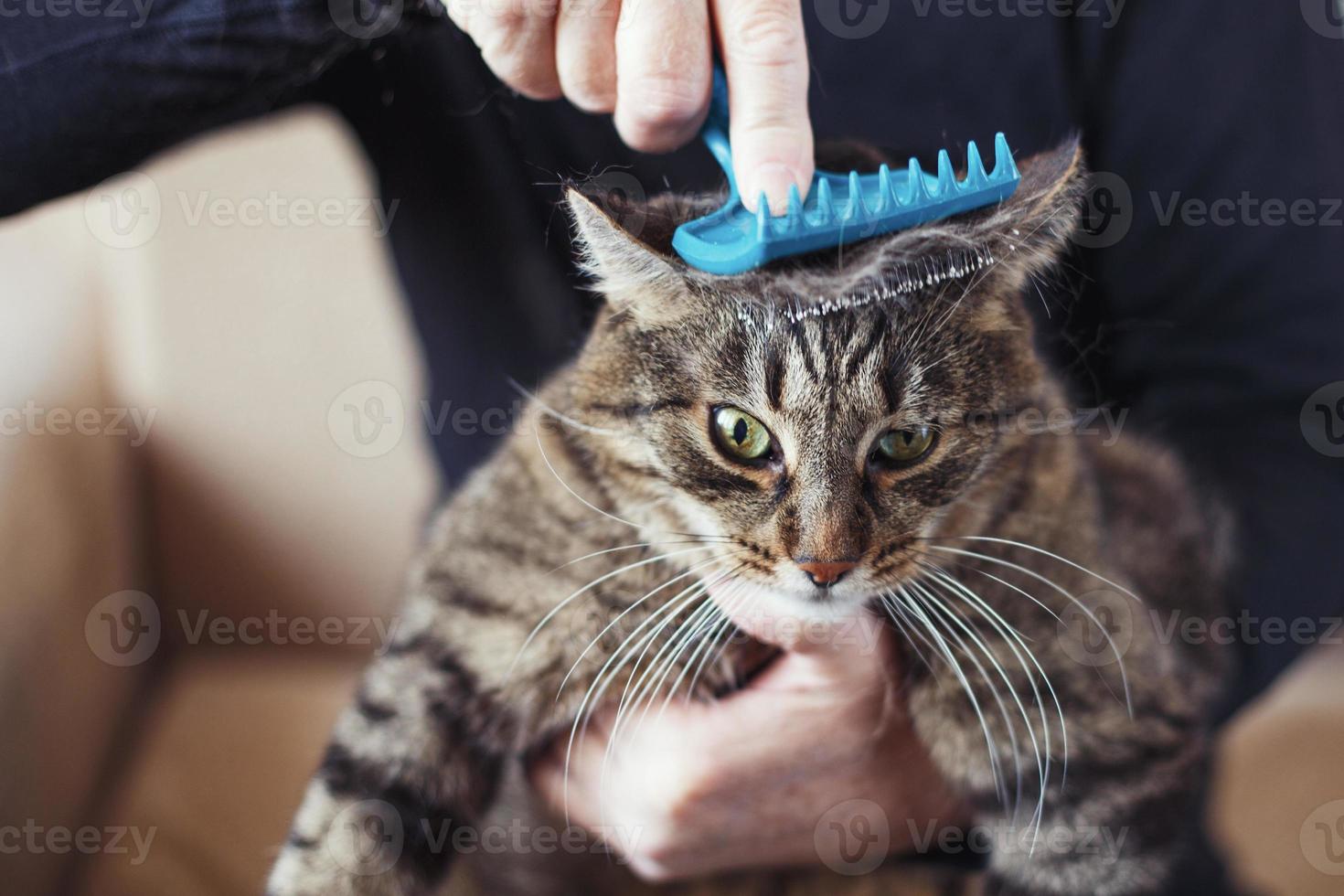 un homme peigne la fourrure de son chat gris avec une brosse photo