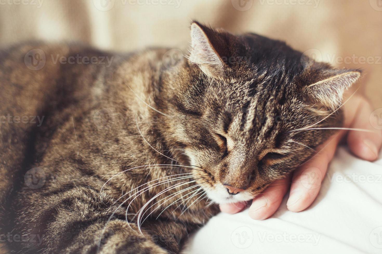 chat domestique gris mignon dort sur la poitrine du propriétaire photo