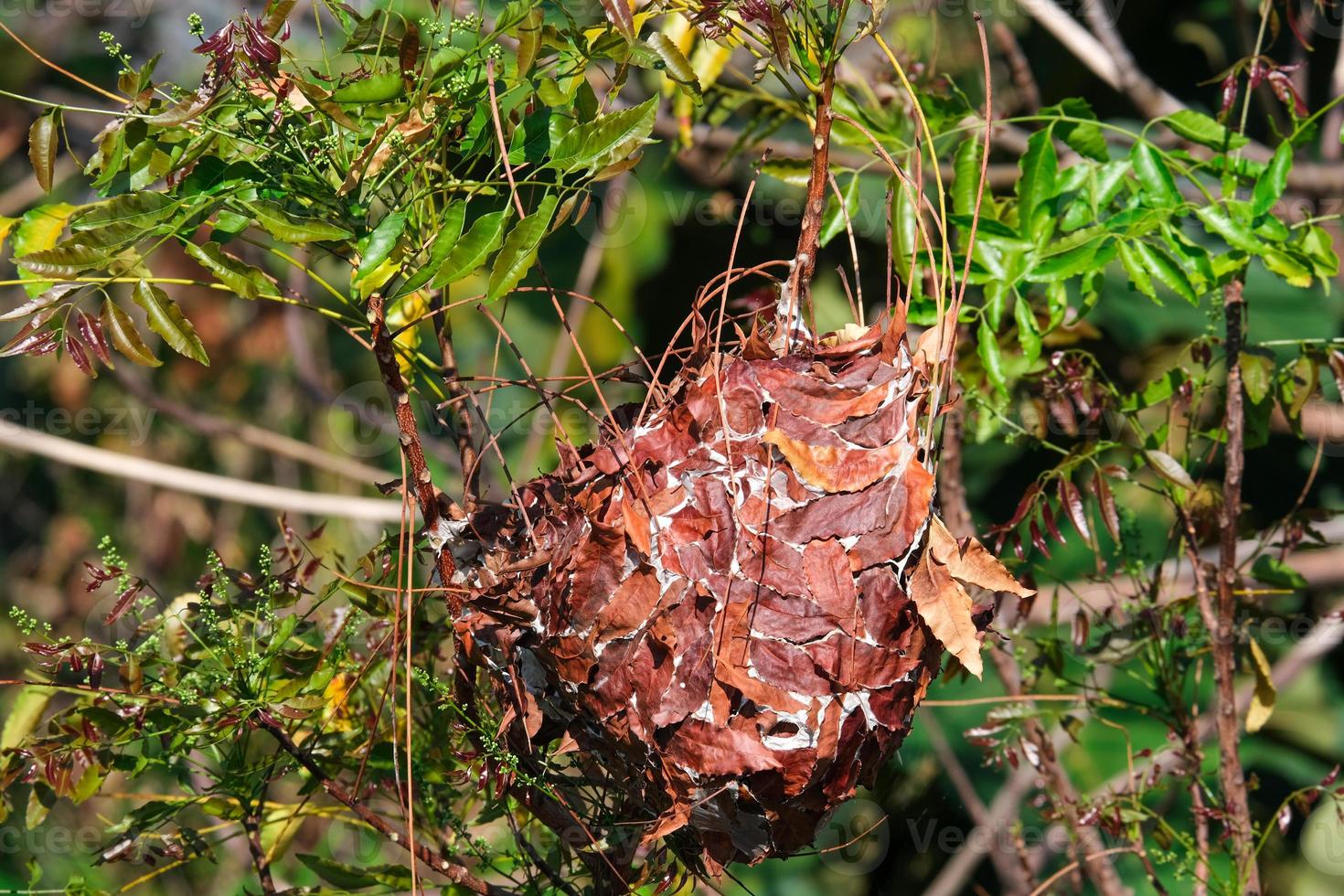 groupe de feuilles brunes construites par des animaux pour vivre dans un nid suspendu à un arbre en bois dans un parc naturel photo