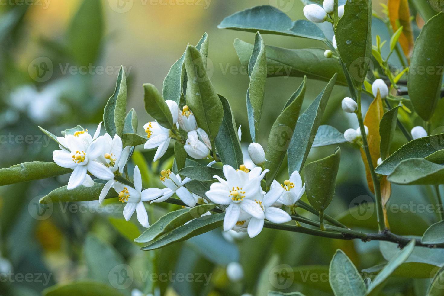 beau fruit frais de fleur d'oranger blanc qui fleurit dans une ferme de jardin avec un congé vert photo