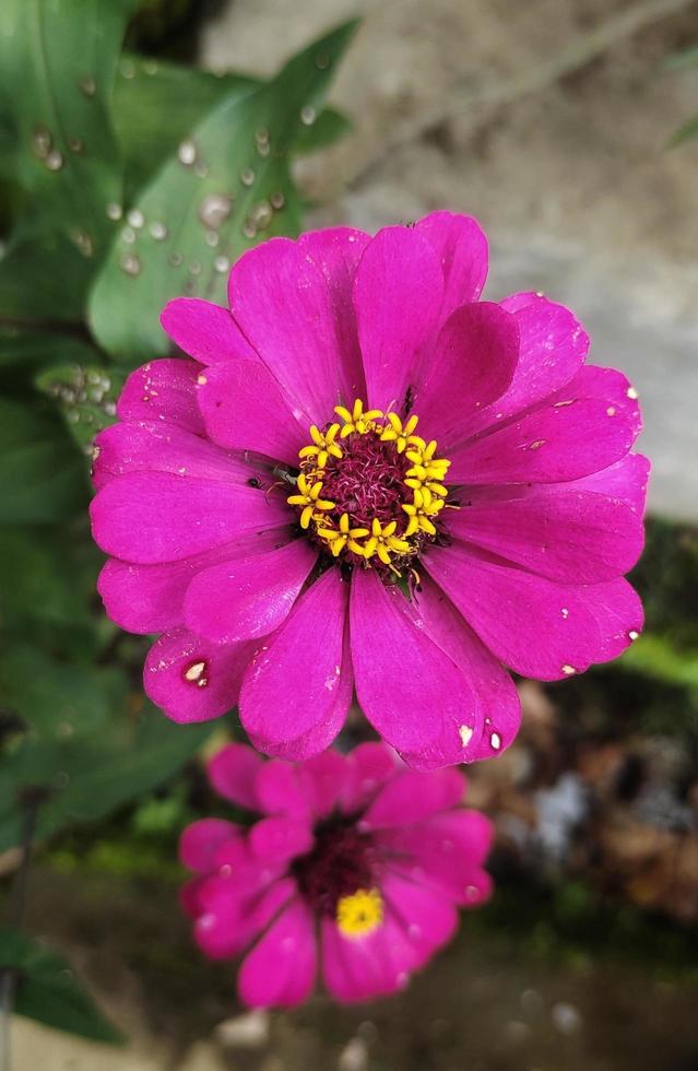 portrait de fleurs de zinnia haageana qui fleurissent dans le jardin fleuri, de belles fleurs aux pétales roses et au pollen jaune doré photo