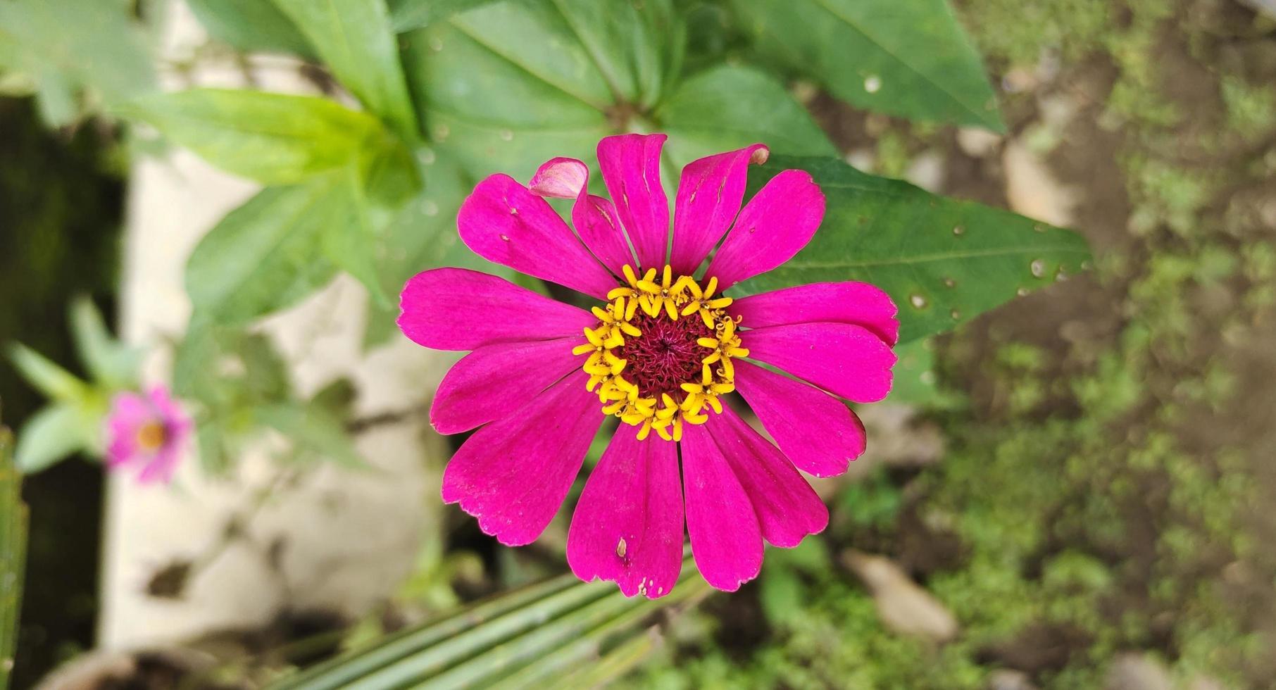 fleurs de zinnia haageana qui fleurissent dans le jardin fleuri, belles fleurs aux pétales roses et au pollen jaune doré. vue de dessus photo