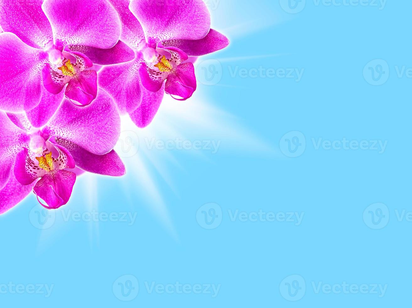 fond floral avec des orchidées photo