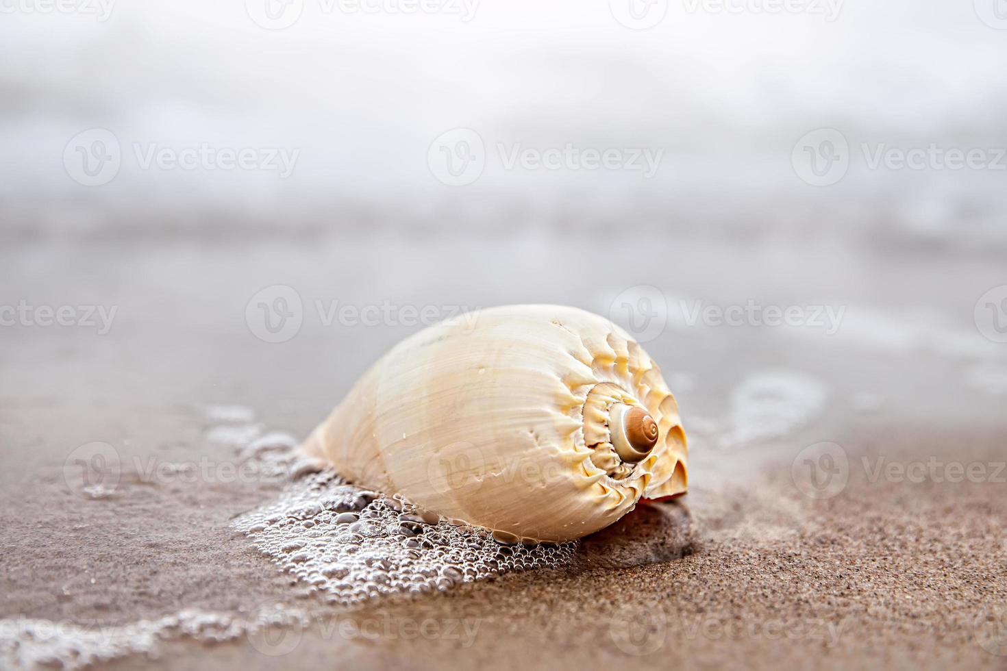 coquille sur la plage photo