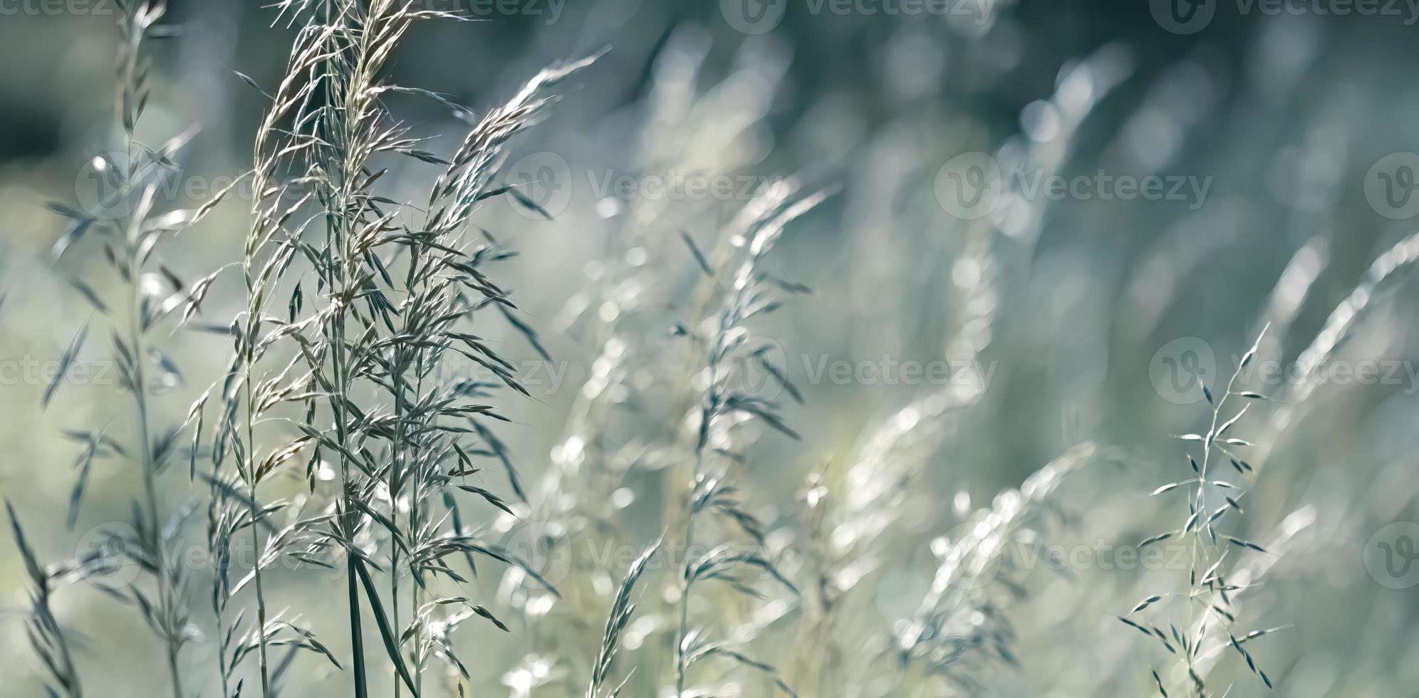 herbe sauvage sur une lumière du soleil photo