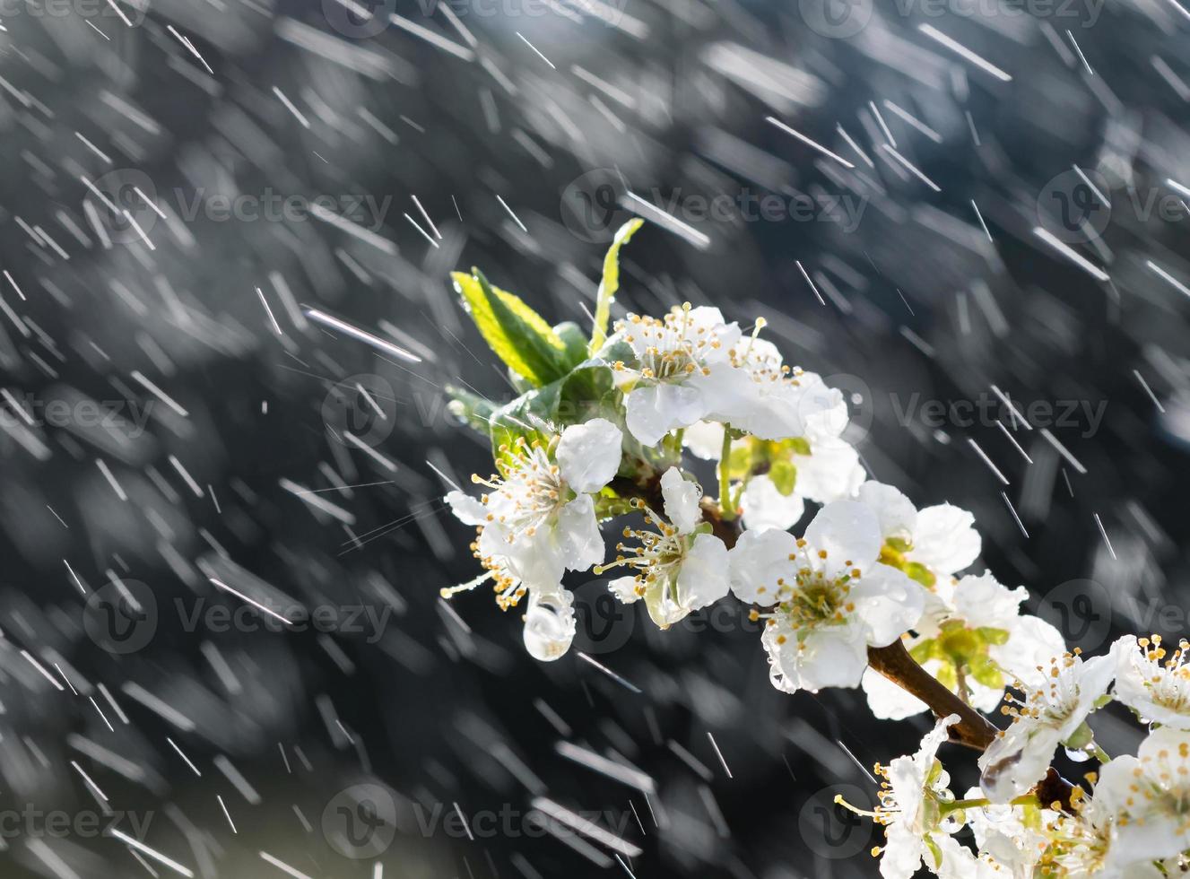 pluie de printemps dans le jardin photo