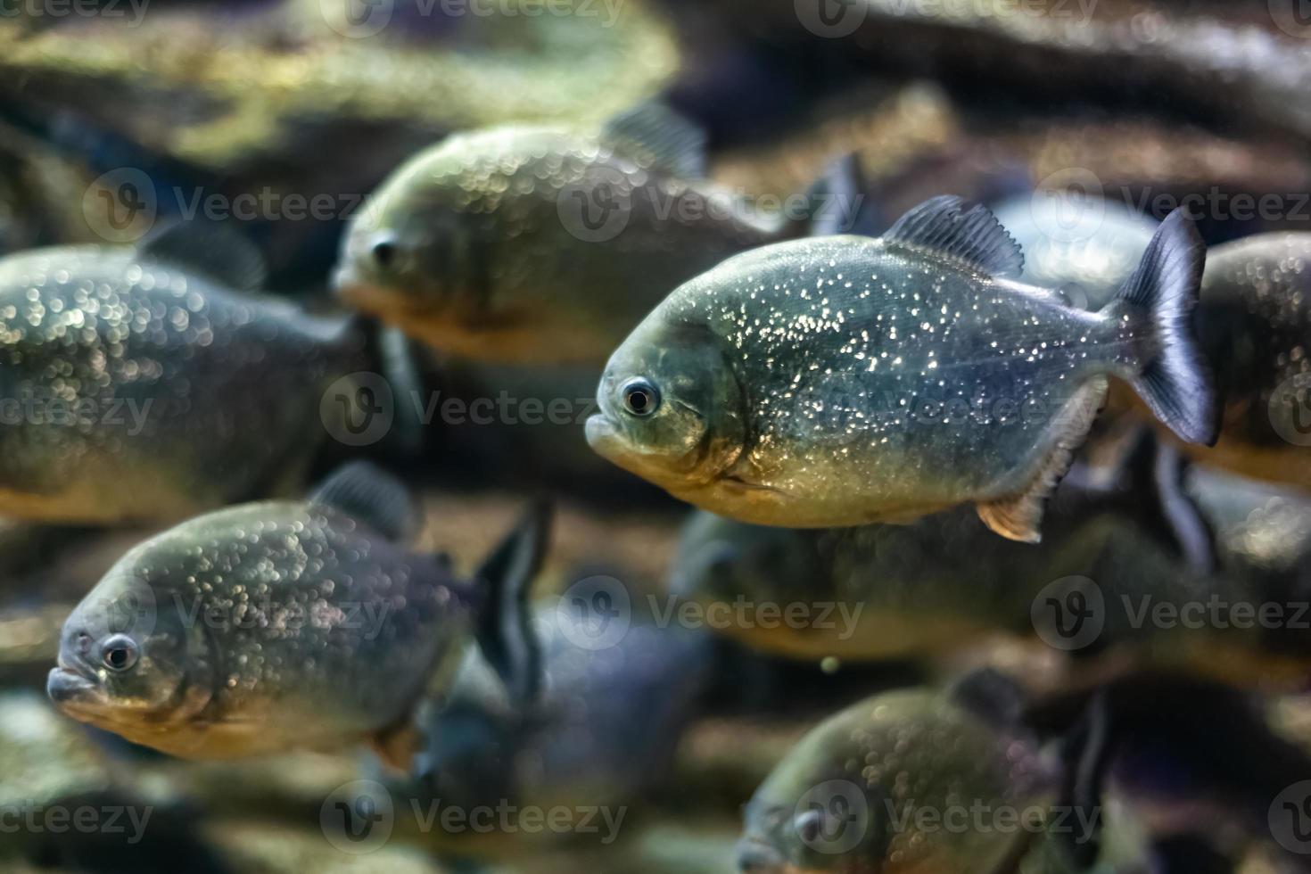 piranhas dans l'aquarium photo