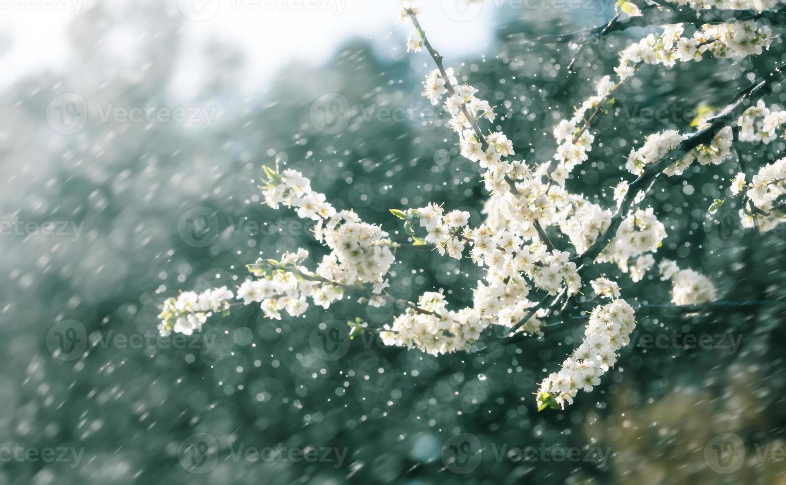 pluie de printemps dans le jardin photo