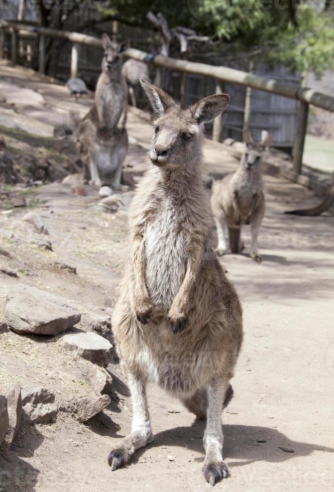 le kangourou dans la réserve de kangourous de tasmanie photo