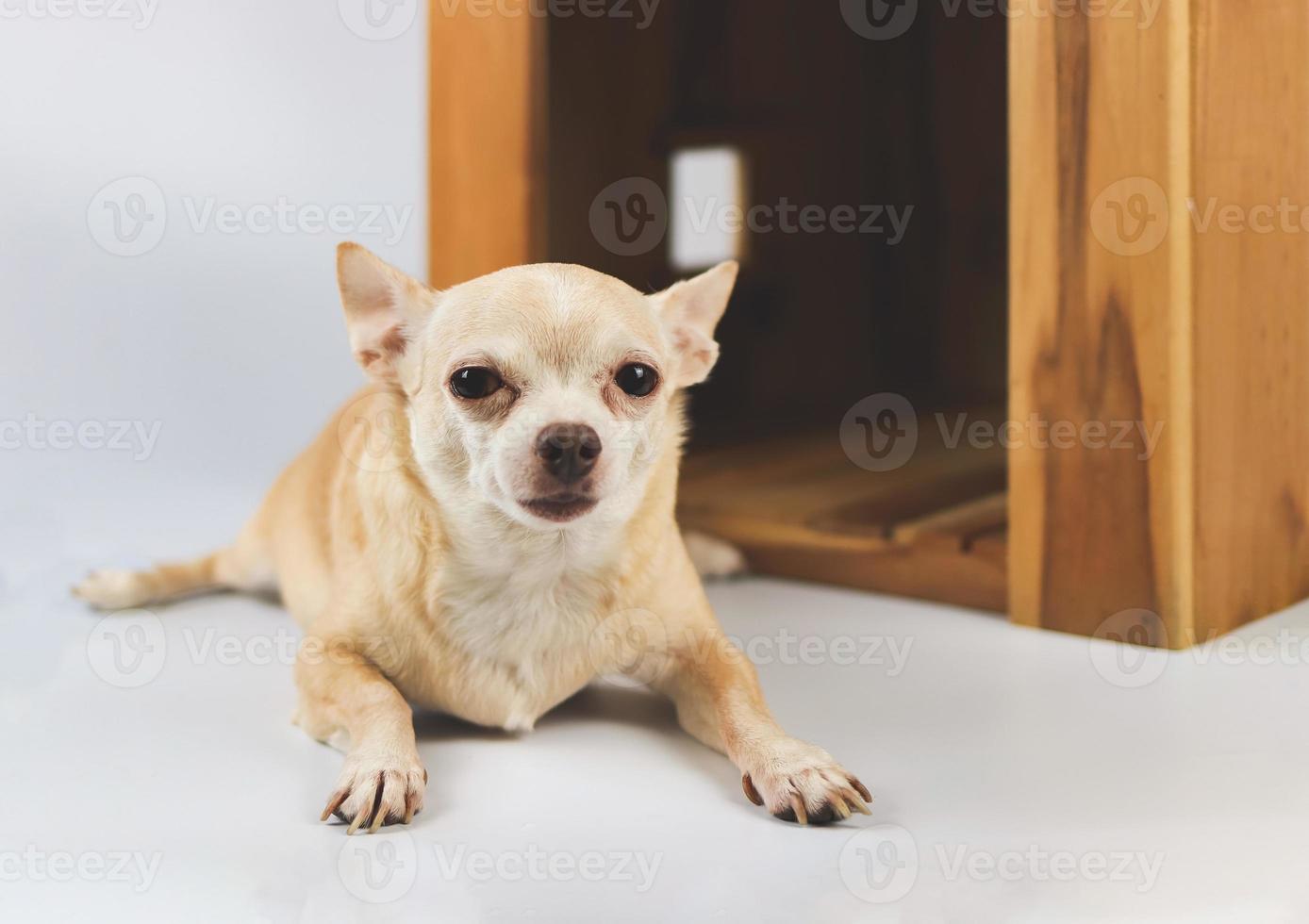 chien chihuahua à cheveux courts brun endormi allongé devant une niche en bois, isolé sur fond blanc. photo