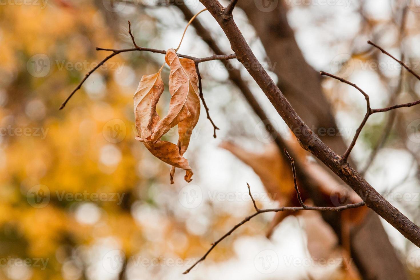 feuilles d'automne fanées sur une branche d'arbre photo