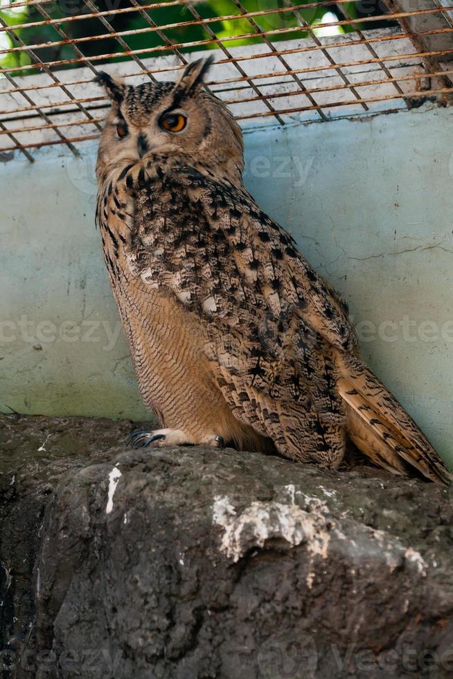 beau hibou gros plan photo