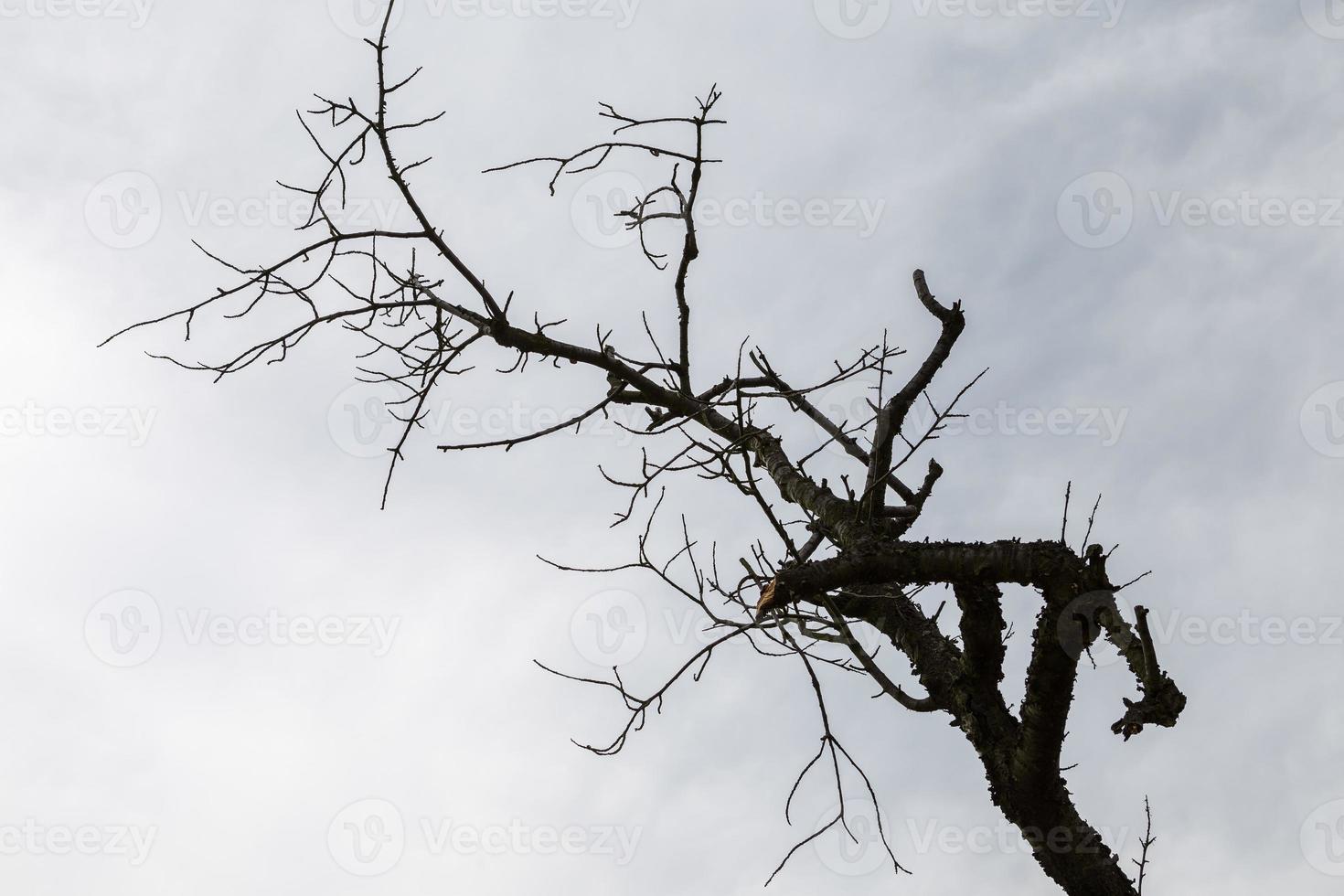 arbre ramifié sec sous le ciel bleu photo