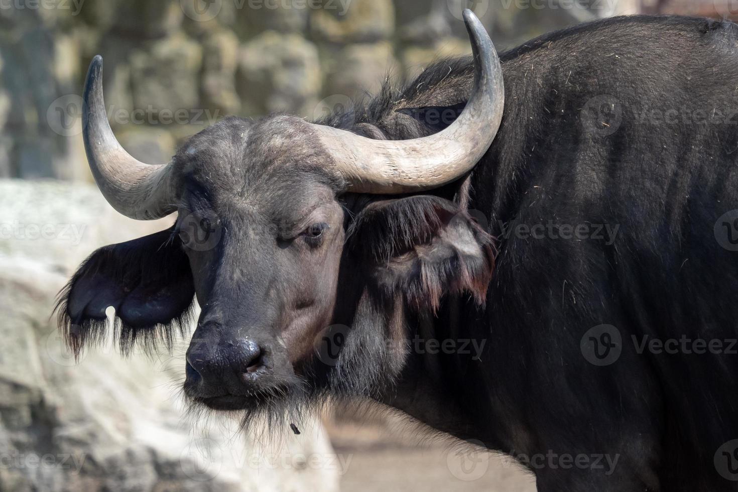 portrait de la tête et de la corne de buffle du cap, animal dangereux photo