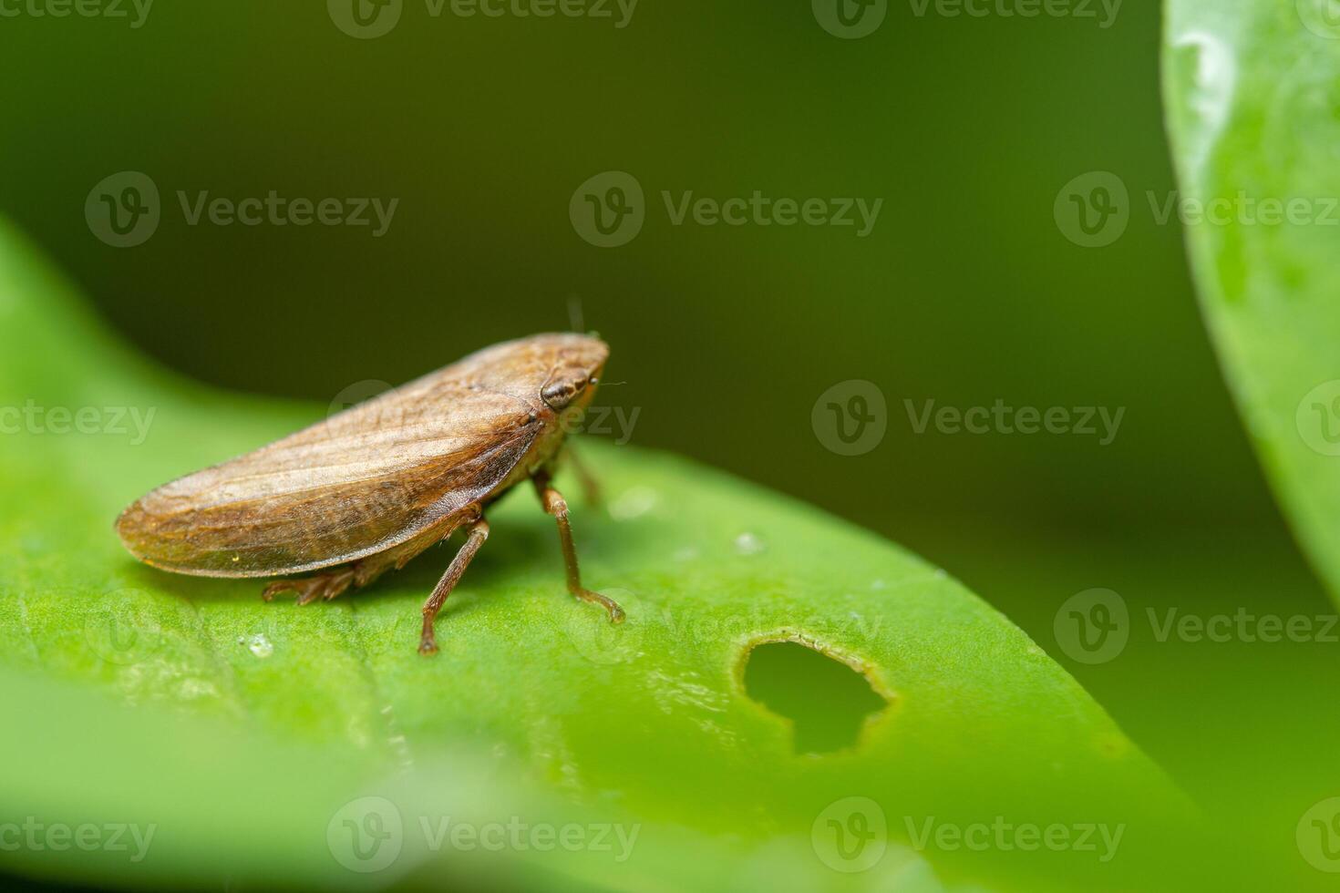 Treehopper sur une plante photo