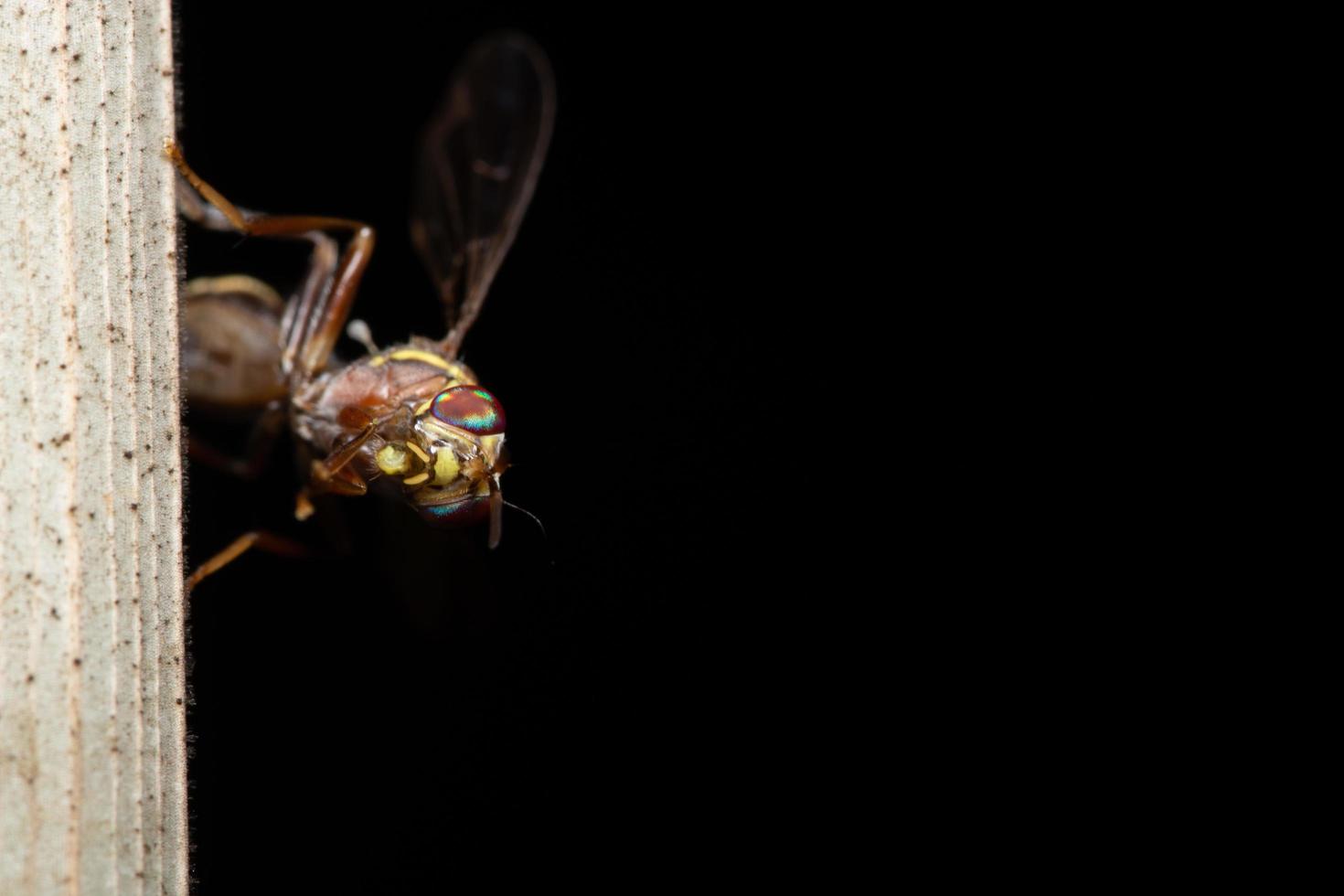 mouche des fruits sur une plante photo