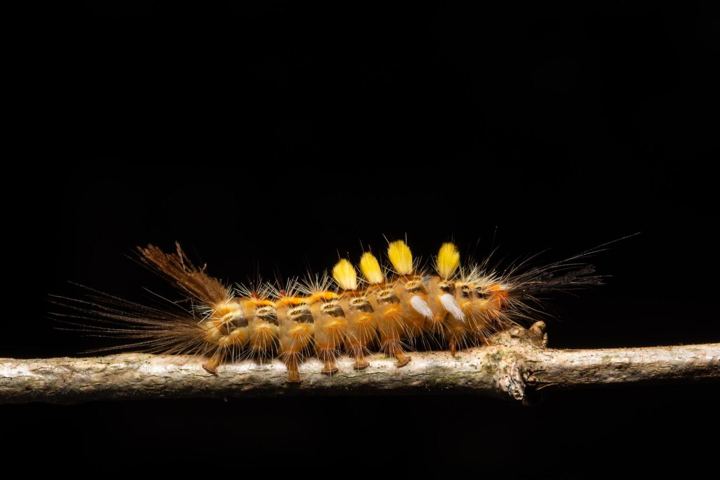 ver sur l'arbre, macro photo