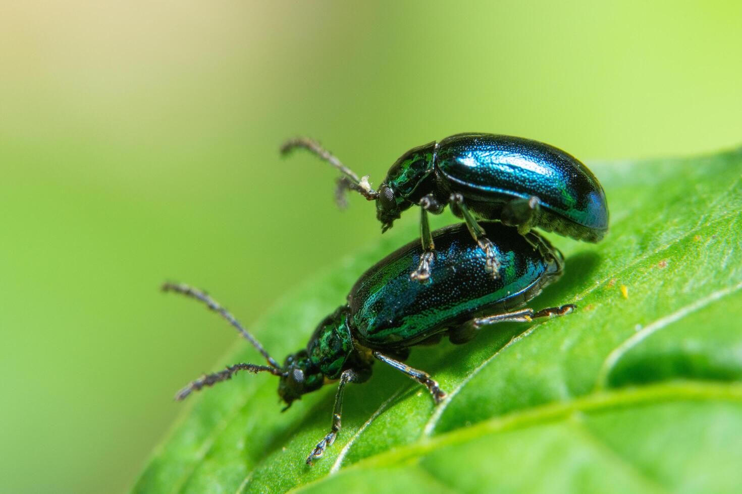 coléoptères sur une feuille, macro photo