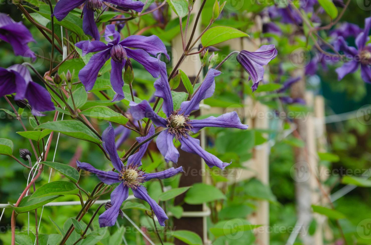 fleurs de jardin clématites violettes. décorations de paysage et de jardin  17595038 Banque de photos