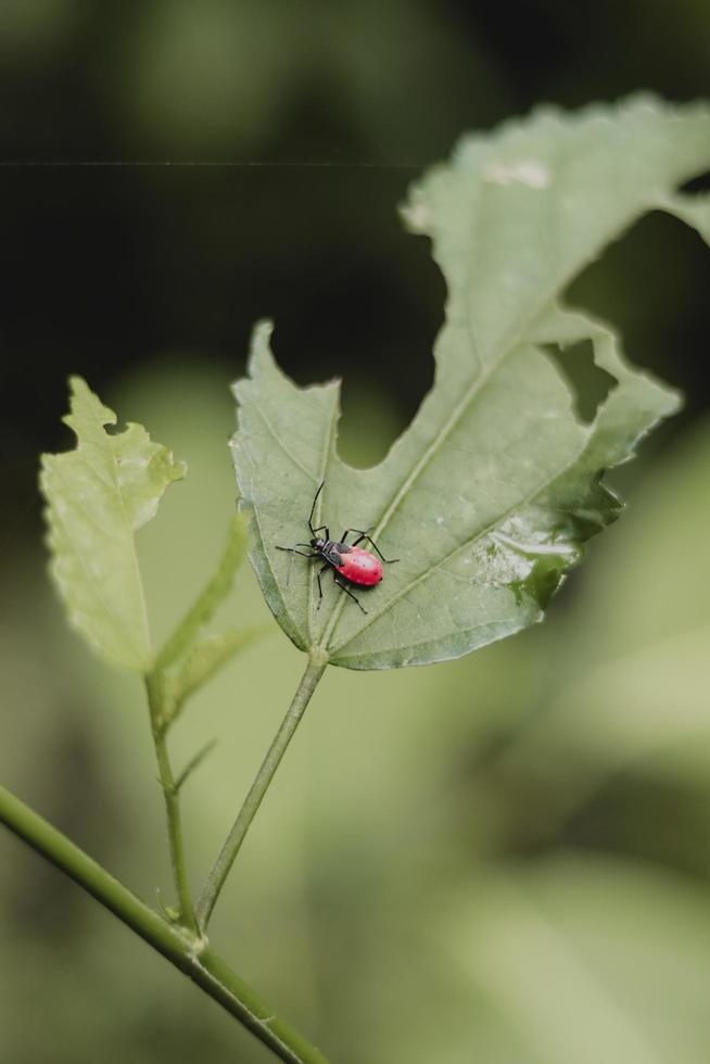 scarabée rouge et noir photo
