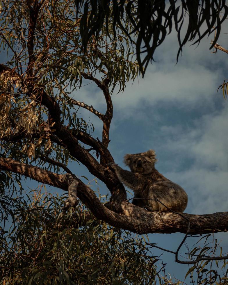 Koala gris sur une branche d'arbre sous un ciel nuageux photo