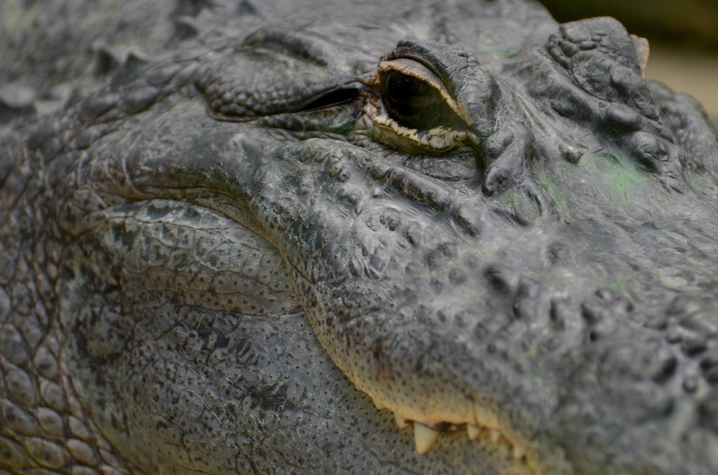 gros plan de l'oeil d'alligator photo