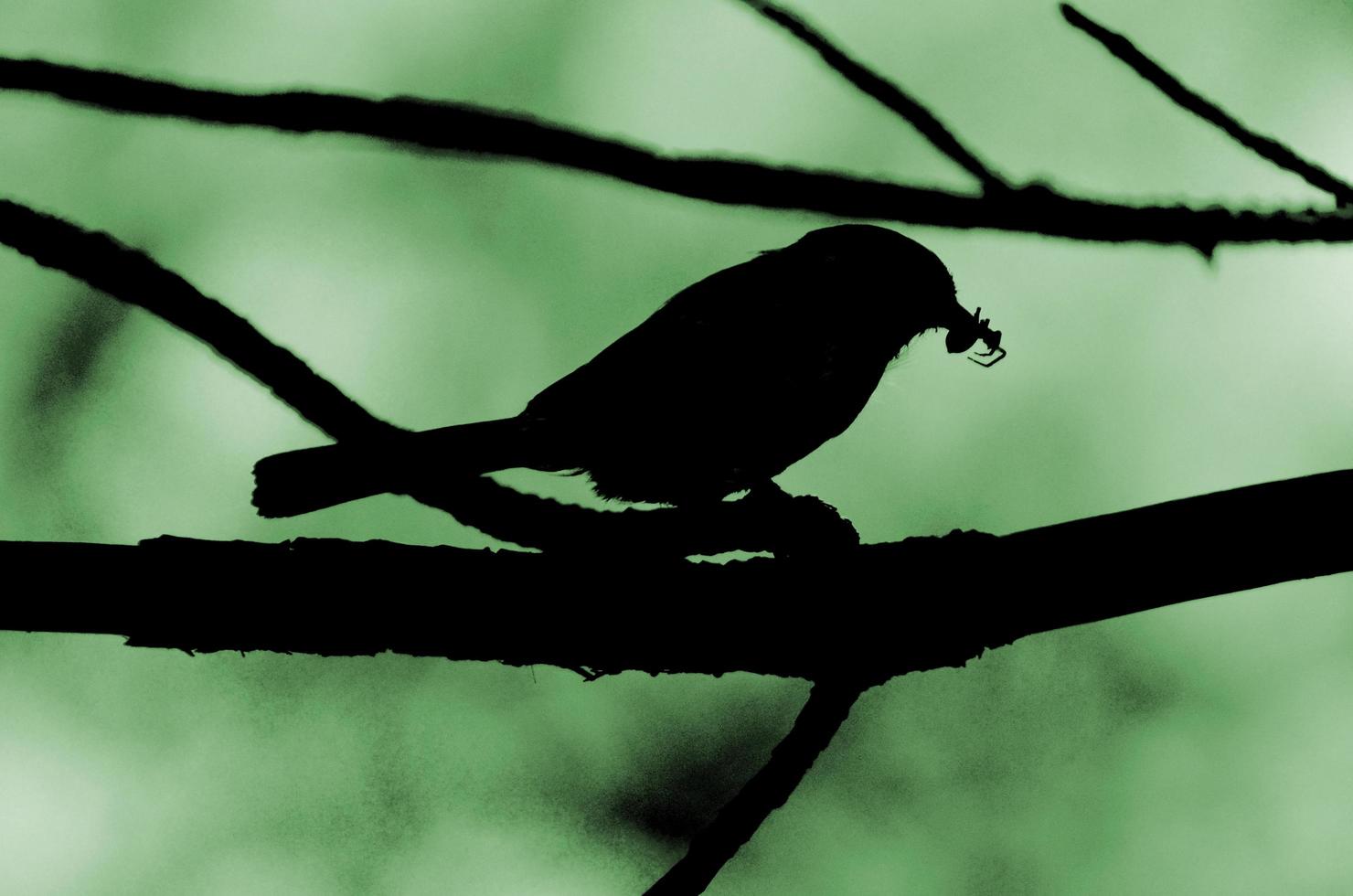 silhouette d'oiseau sur une branche d'arbre photo