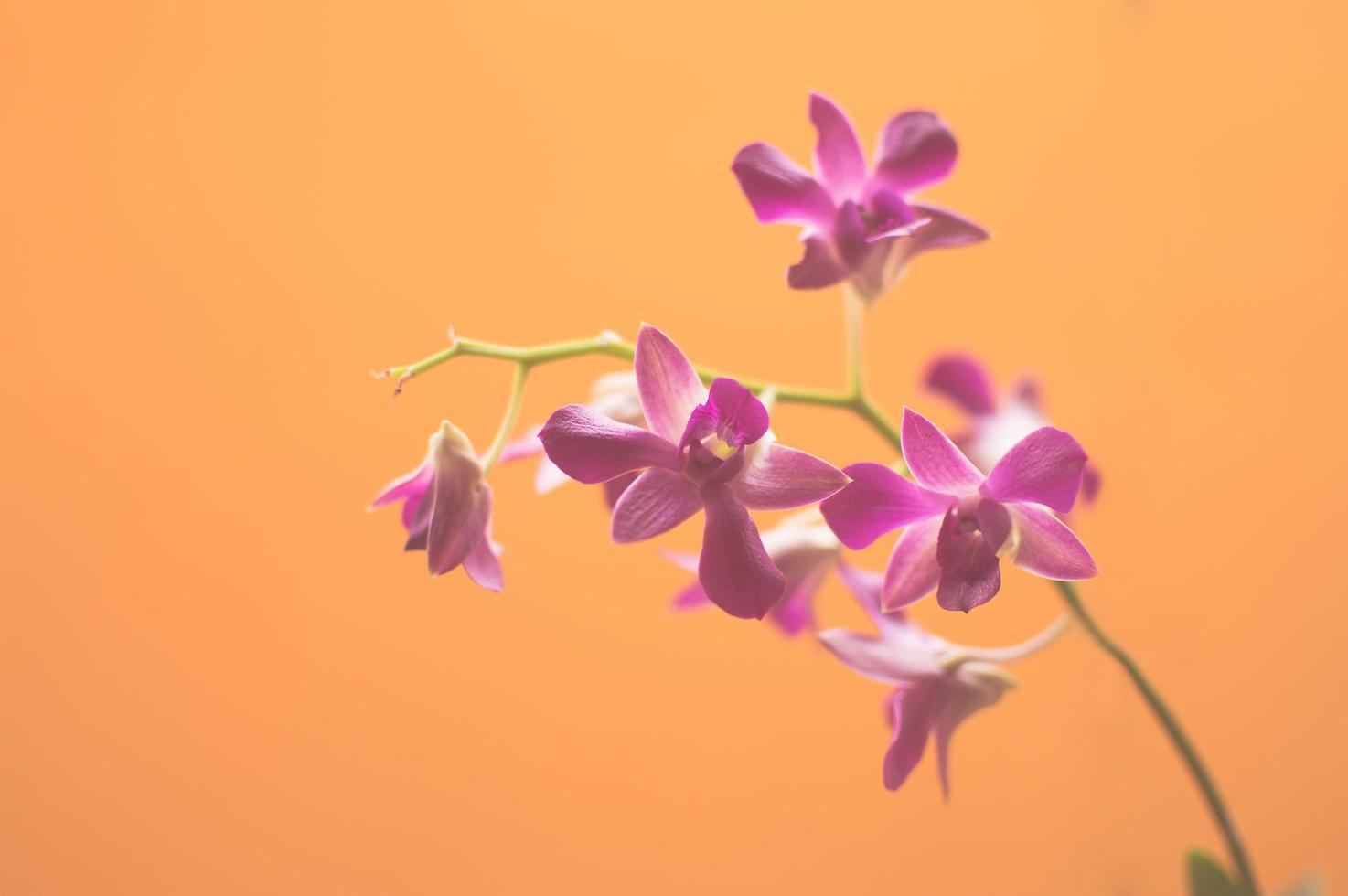 fleurs violettes sur fond orange photo